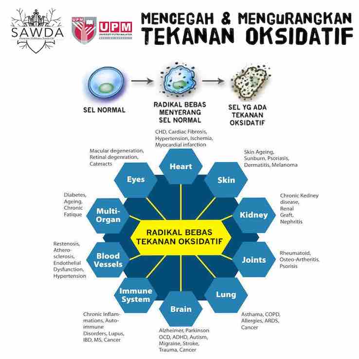 sawda mengurangkan tekanan oksidatif